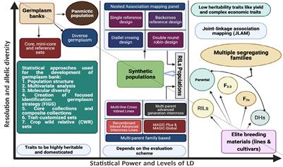 Genome-wide association study as a powerful tool for dissecting competitive traits in legumes